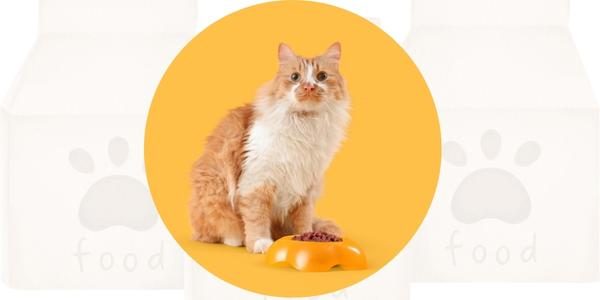 Allergie Futtervergleich Katze Allergiefutter Katze