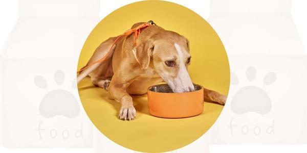 Allergiefutter Futtervergleich Hund Allergiefutter Hund