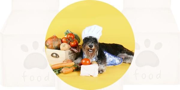 Futtervergleich Schonkost Hund Schonkost bei Hunden