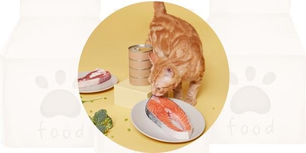 Futtervergleich Schonkost Katze Schonkost für Katzen